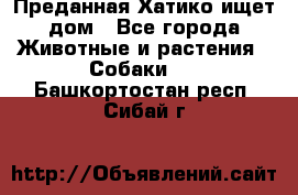 Преданная Хатико ищет дом - Все города Животные и растения » Собаки   . Башкортостан респ.,Сибай г.